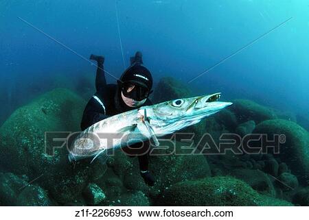 Stock Image - Spearfisher catching a big french barracuda in Azores, Portugal.. Fotosearch