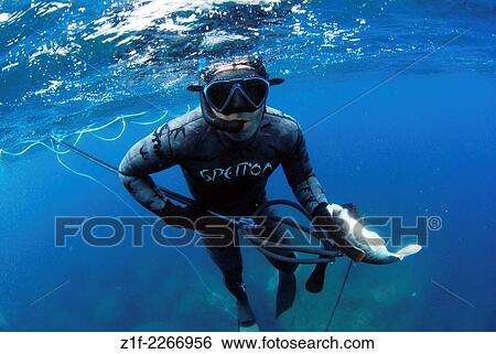 Stock Photograph - Spearfishing in Azores, Portugal.. Fotosearch