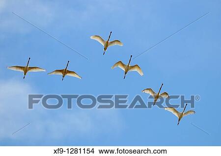 Picture - Spoonbill. Platalea leucorodia. Llanos de BÃ³toa. Badajoz province. Extremadura. Spain. Fotosearch