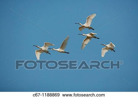 Stock Photo - Spoonbill Platalea leucorodia Norfolk Sep. Fotosearch