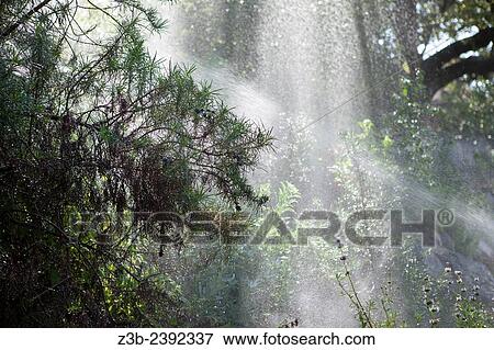 Sprinklers watering trees and plants in the morning sun in the Santa Barbara Botanic Garden; Santa Barbara; Santa Barbara County; California; CA; USA. View Large Photo Image Stock Photo - Sprinklers watering trees and plants in the morning sun in the Santa Barbara Botanic Garden; Santa Barbara; Santa Barbara County; California; CA; USA.. Fotosearch