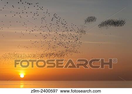 Stock Photo - Starling murmuration at sunset in Brighton, UK.. Fotosearch
