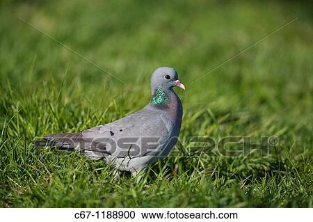Stock Image - Stock Dove Columba oenas. Fotosearch