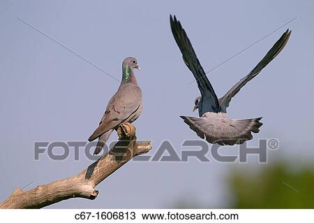 Stock Doves Columba oenas perched on branch View Large Photo Image Stock Image - Stock Doves Columba oenas perched on branch. Fotosearch