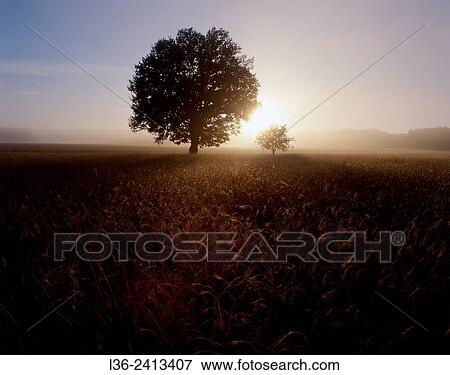Stock Photo - Summer sunrise. Poland. Fotosearch