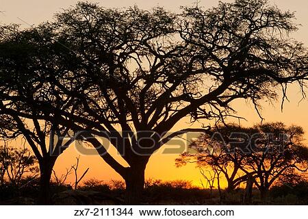Sunset near the camp Savute Elephant Camp by Orient Express in Botswana in Chobe National Park. View Large Photo Image Picture - Sunset near the camp Savute Elephant Camp by Orient Express in Botswana in Chobe National Park.. Fotosearch