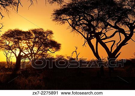 Stock Image - Sunset near the camp Savute Elephant Camp by Orient Express in Botswna in Chobe National Park.. Fotosearch