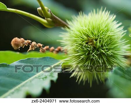 Stock Image - Sweet Chestnuts bur (Castanea sativa) at Viladrau village countryside. Montseny Natural Park. Barcelona province, Catalonia, Spain.. Fotosearch