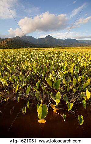 Taro field, Hanalei Valley, Kauai, Hawaii View Large Photo Image Stock Image - Taro field, Hanalei Valley, Kauai, Hawaii. Fotosearch