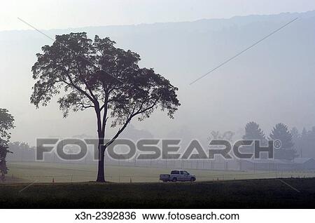 Stock Photograph - Tree in morning fog near State College Pennsylvania USA. Fotosearch