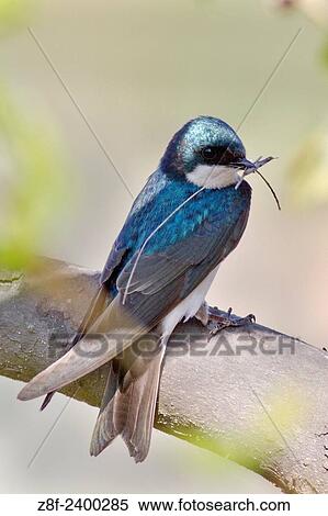 Tree Swallow with insect in it´s bill. USA. View Large Photo Image Stock Photography - Tree Swallow with insect in it´s bill. USA.. Fotosearch