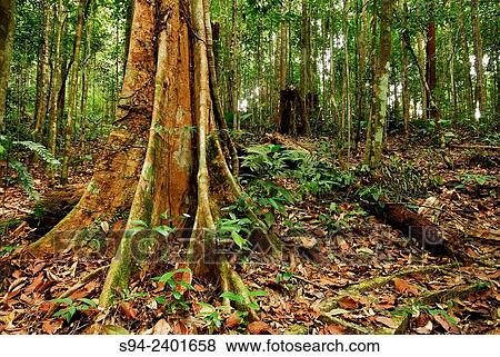 View of the jungle of Kubah national park, Sarawak, Malaysia, Borneo. View Large Photo Image Stock Photo - View of the jungle of Kubah national park, Sarawak, Malaysia, Borneo.. Fotosearch
