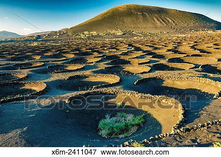 Vines growing in volcanic lapilli. La Geria region. Lanzarote, canary Islands, Spain, Europe. View Large Photo Image Stock Photo - Vines growing in volcanic lapilli. La Geria region. Lanzarote, canary Islands, Spain, Europe.. Fotosearch