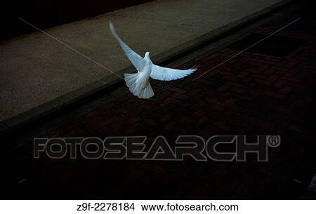 White dove View Large Photo Image Picture - White dove. Fotosearch
