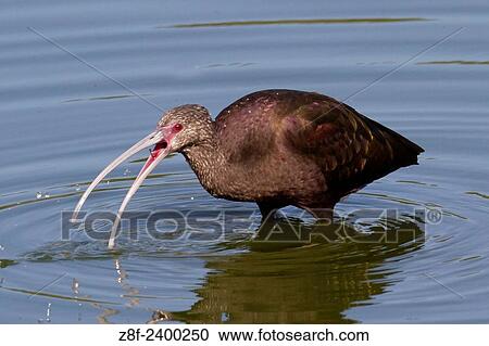 White-Faced Ibis feeding in water. USA. View Large Photo Image Stock Image - White-Faced Ibis feeding in water. USA.. Fotosearch