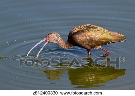 Stock Image - White-Faced Ibis feeding in water. USA.. Fotosearch