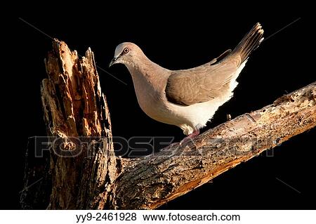 Stock Photo - White-tipped Dove (Leptotila verreauxi) - Camp Lula Sams - Brownsville, Texas, USA.. Fotosearch