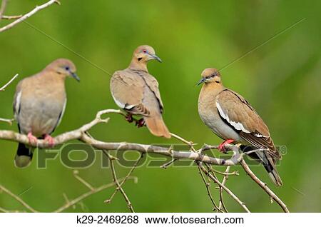 Stock Photo - White-winged Dove (Zenaida asiatica), Quinta Mazatlan, McAllen, Texas, USA.. Fotosearch