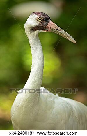 Whooping Crane (Grus americana), endangered species, captive. View Large Photo Image Stock Photo - Whooping Crane (Grus americana), endangered species, captive.. Fotosearch