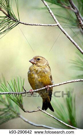 Wildlife View Large Photo Image Stock Image - Wildlife. Fotosearch