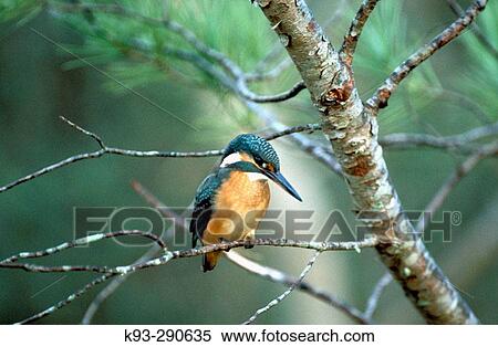 Stock Photography - Wildlife. Fotosearch