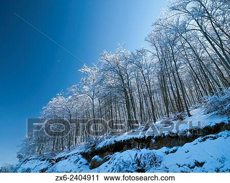 Winter Beech forest after snowstorm. Montseny Natural Park. Barcelona province, Catalonia, Spain. View Large Photo Image Stock Image - Winter Beech forest after snowstorm. Montseny Natural Park. Barcelona province, Catalonia, Spain.. Fotosearch