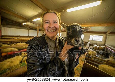 Picture - Woman holding a young lamb, Iceland.. Fotosearch