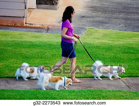 Stock Image - woman walking dogs - three Papillons, in HawaiÂ´i.. Fotosearch