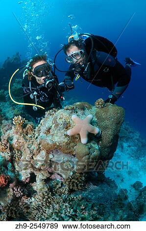 Young couple divers look at granulated sea star (Choriaster granulatus), Indian Ocean, Maldives. View Large Photo Image Stock Photo - Young couple divers look at granulated sea star (Choriaster granulatus), Indian Ocean, Maldives.. Fotosearch