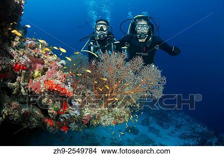 Young couple looking at the coral divers, Indian Ocean, Maldives. View Large Photo Image Picture - Young couple looking at the coral divers, Indian Ocean, Maldives.. Fotosearch