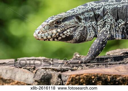 アルゼンチン人 Tegu のトカゲ Tupinambis Merianae 中に Iguaz 落ちる 国立公園 Misiones アルゼンチン 南 America 写真館 イメージ館 X8b Fotosearch