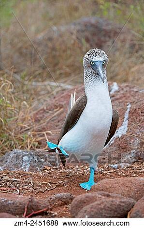 A blue-footed booby (Sula nebouxii) is dancing (courtship behavior) on North Seymour Island in the Galapagos, Ecuador. View Large Photo Image Stock Photo - A blue-footed booby (Sula nebouxii) is dancing (courtship behavior) on North Seymour Island in the Galapagos, Ecuador.. Fotosearch