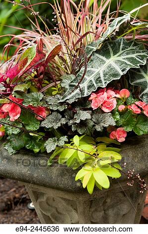 A container planting with tropical plants and ornamental grasses. Pittsburgh Pennsylvania USA View Large Photo Image Stock Photograph - A container planting with tropical plants and ornamental grasses. Pittsburgh Pennsylvania USA. Fotosearch
