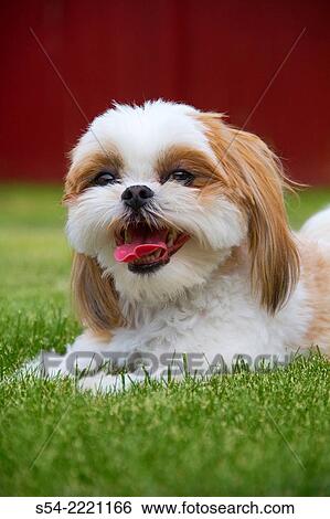 A Maltese Shih Tzu dog outdoors in the grass. View Large Photo Image Stock Photograph - A Maltese Shih Tzu dog outdoors in the grass.. Fotosearch