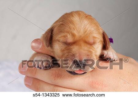A man holding a one-week-old Golden Retriever puppy View Large Photo Image Stock Photography - A man holding a one-week-old Golden Retriever puppy. Fotosearch