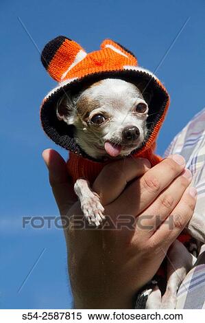 Stock Photography - A man holds a white chihuahua wearing a fox sweater.. Fotosearch