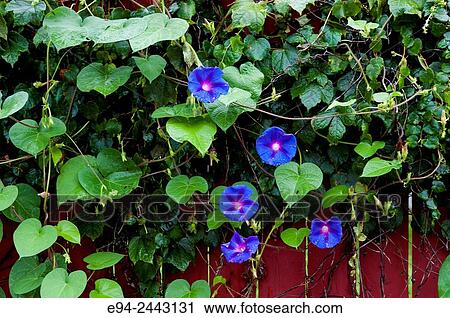 A morning glory growing on a fence at a community garden, Pittsburgh. View Large Photo Image Stock Image - A morning glory growing on a fence at a community garden, Pittsburgh.. Fotosearch