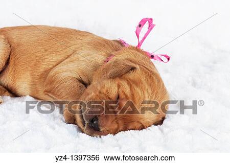 A one-week-old Golden Retriever puppy indoors View Large Photo Image Stock Photograph - A one-week-old Golden Retriever puppy indoors. Fotosearch
