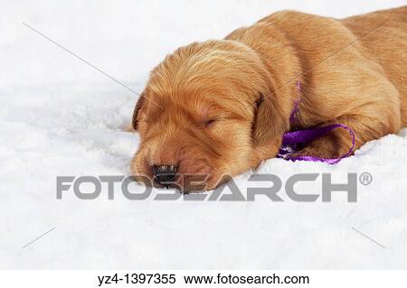 A one-week-old Golden Retriever puppy indoors View Large Photo Image Stock Photography - A one-week-old Golden Retriever puppy indoors. Fotosearch