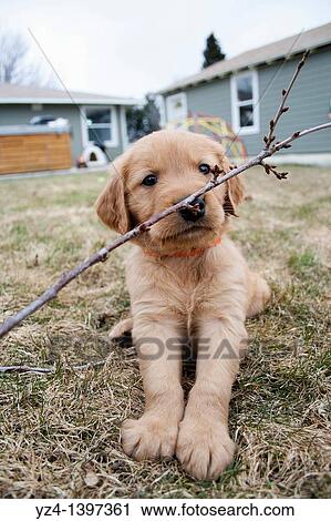 A six-week-old Golden Retriever puppy View Large Photo Image Stock Image - A six-week-old Golden Retriever puppy. Fotosearch