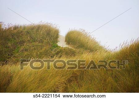 Picture - A trail in the sand dunes at Oregon Dunes Recreation Area, Florence, Oregon, USA.. Fotosearch