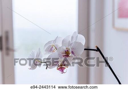 A white orchid in a home in front of a glass door. View Large Photo Image Picture - A white orchid in a home in front of a glass door.. Fotosearch