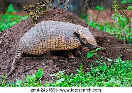 A Yellow armadillo (Euphractus sexcinctus) at a burrow at Caiman Ranch in the Southern Pantanal in Brazil. View Large Photo Image Stock Photography - A Yellow armadillo (Euphractus sexcinctus) at a burrow at Caiman Ranch in the Southern Pantanal in Brazil.. Fotosearch