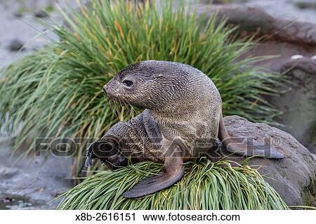 A young Antarctic fur seal, Arctocephalus gazella, on tussac grass in Cooper Bay, South Georgia. View Large Photo Image Stock Image - A young Antarctic fur seal, Arctocephalus gazella, on tussac grass in Cooper Bay, South Georgia.. Fotosearch