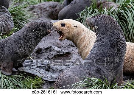 A young leucistic Antarctic fur seal, Arctocephalus gazella, mock-fighting amongst normally colored pups, Cooper Bay, South Georgia. View Large Photo Image Stock Image - A young leucistic Antarctic fur seal, Arctocephalus gazella, mock-fighting amongst normally colored pups, Cooper Bay, South Georgia.. Fotosearch