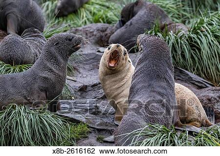 A young leucistic Antarctic fur seal, Arctocephalus gazella, mock-fighting amongst normally colored pups, Cooper Bay, South Georgia. View Large Photo Image Stock Image - A young leucistic Antarctic fur seal, Arctocephalus gazella, mock-fighting amongst normally colored pups, Cooper Bay, South Georgia.. Fotosearch
