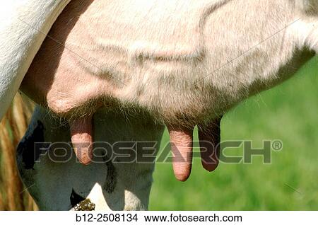 Abondance Cattle (Bos taurus), Udder, Switzerland View Large Photo Image Picture - Abondance Cattle (Bos taurus), Udder, Switzerland. Fotosearch
