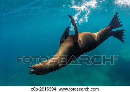 Picture - Adult California sea lion, Zalophus californianus, underwater with snorkeler at Los Islotes, Baja California Sur, Mexico.. Fotosearch