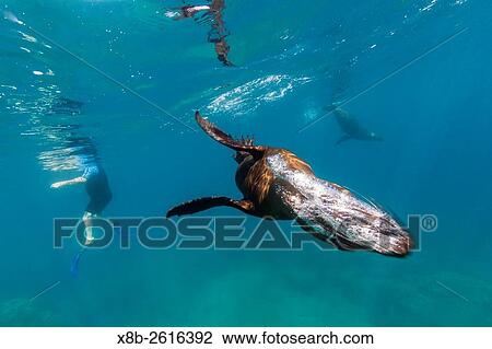 Stock Image - Adult California sea lion, Zalophus californianus, underwater at Los Islotes, Baja California Sur, Mexico.. Fotosearch