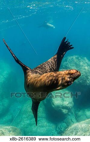 Adult California sea lion, Zalophus californianus, underwater at Los Islotes, Baja California Sur, Mexico. View Large Photo Image Stock Photo - Adult California sea lion, Zalophus californianus, underwater at Los Islotes, Baja California Sur, Mexico.. Fotosearch